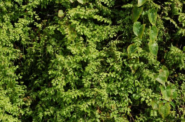 Habit