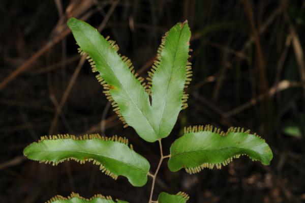 Apex of secondary rachis branch