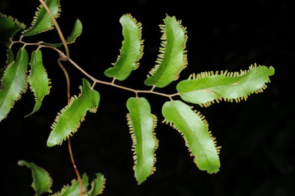 Secondry rachis branch