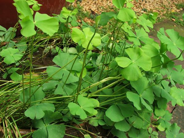 Habit