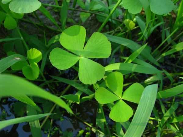 Habit