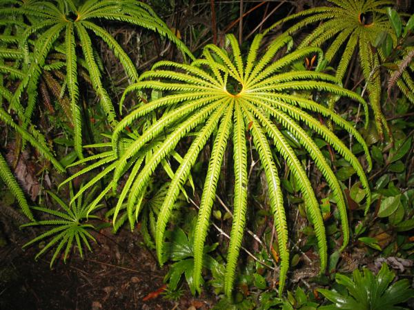 Habit