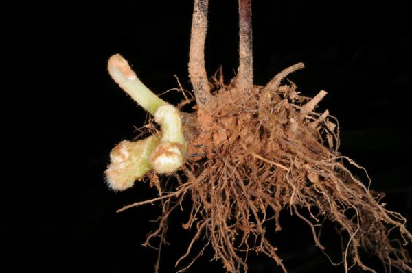 Rhizome