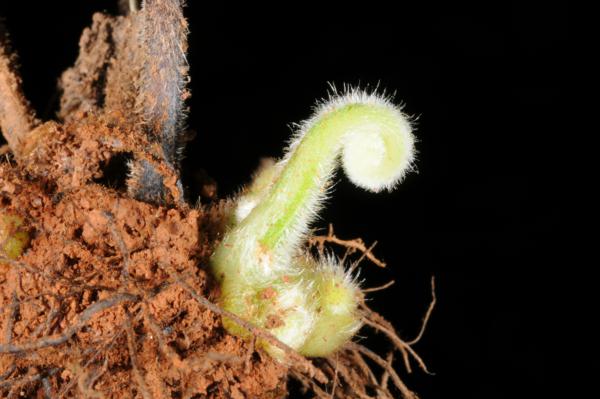 Crozier