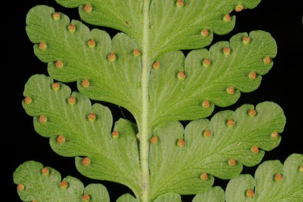 Lower surface of lamina