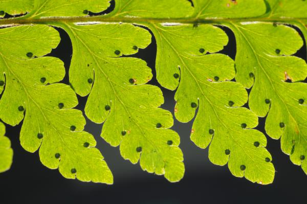 Venation