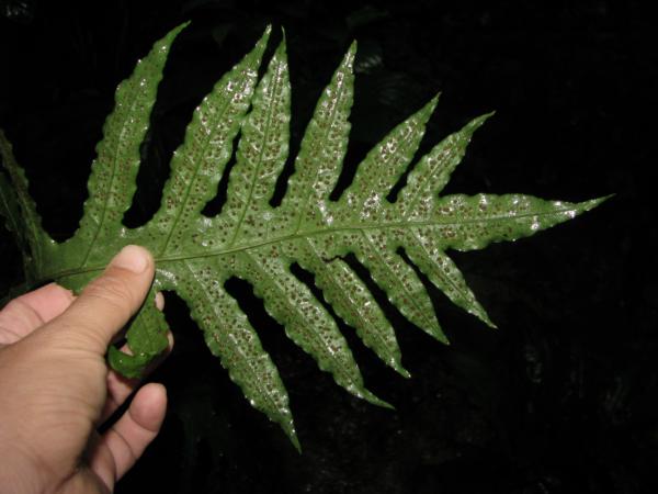 Lower surface of frond with sori