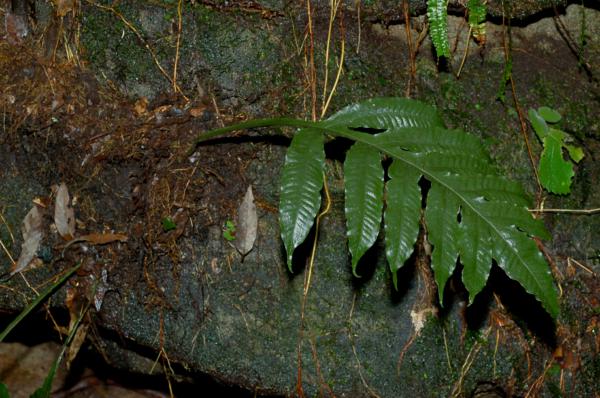Habit