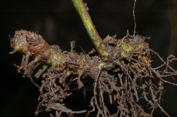 Rhizome