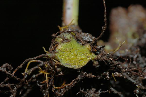 Cross section of rhizome