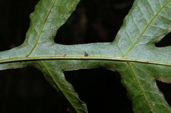 Winged rachis