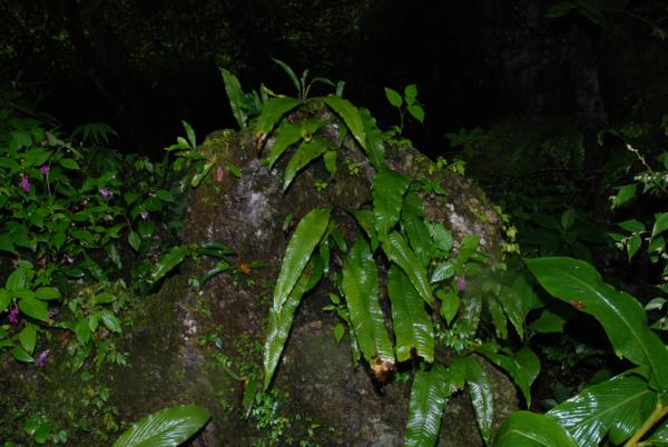 Habit
