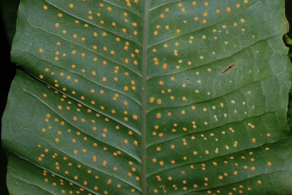 Lower frond surface