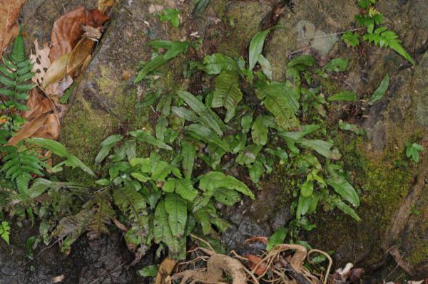 Habit