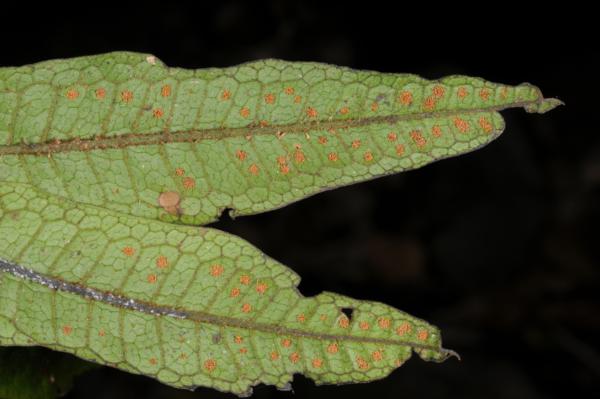 Lower frond surface