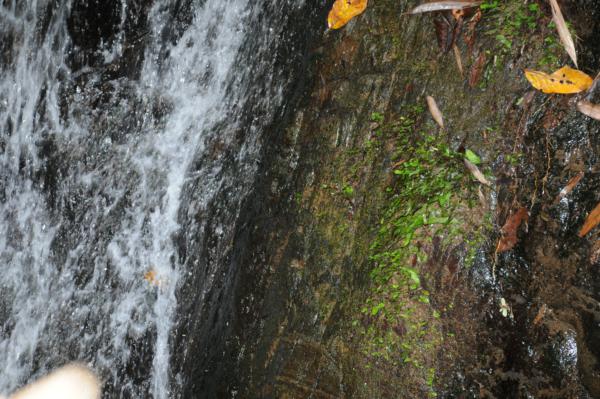 Habitat