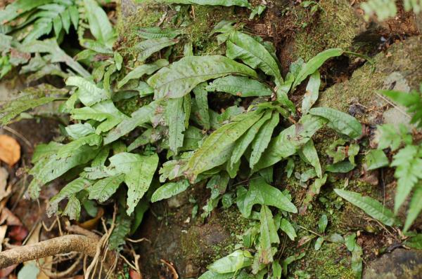 Habit