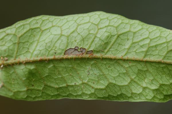 Lower frond surface