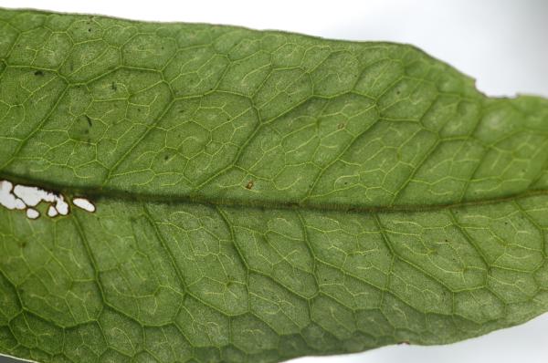 Venation