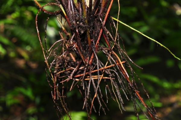 Rhizome