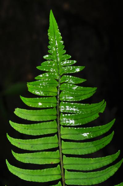 Frond apex