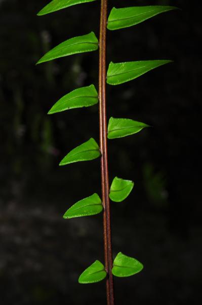 Basal pinnae