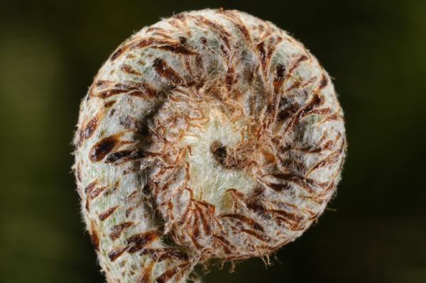 Crozier