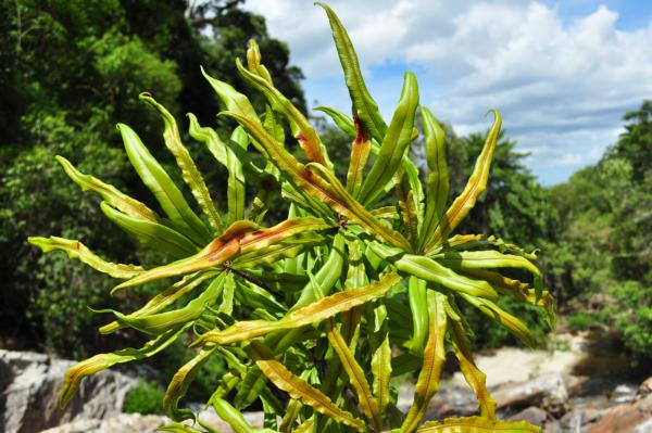 Habit