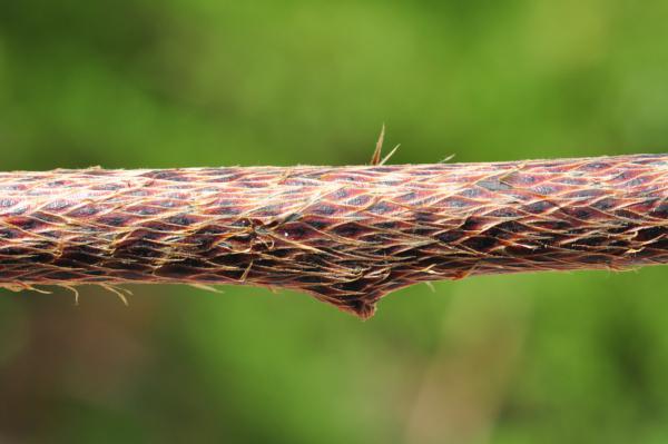 Rhizome scales