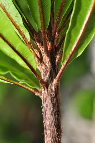 Rhizome and frond bases