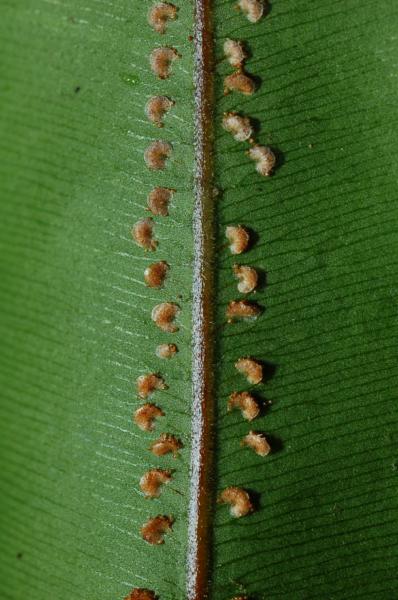 Lower surface of lamina and sori