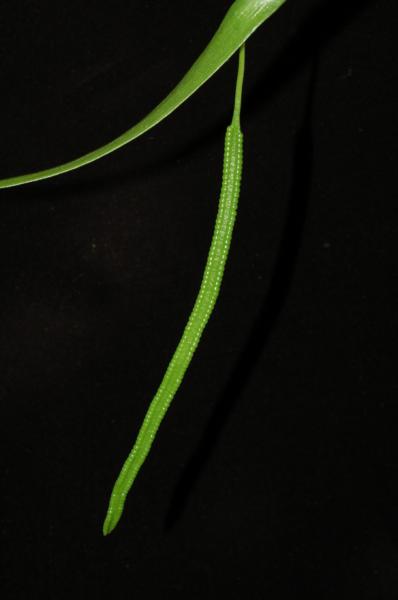 Sporophyll