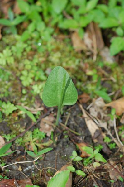 Habit