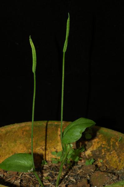 Habit