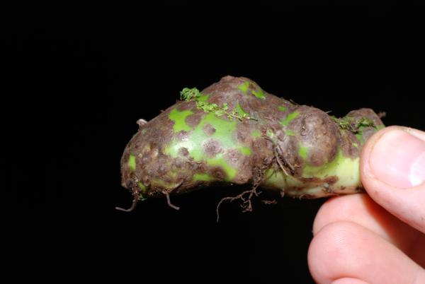 Tip of rhizome