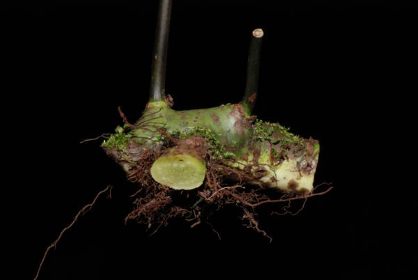 Rhizome and stipe bases