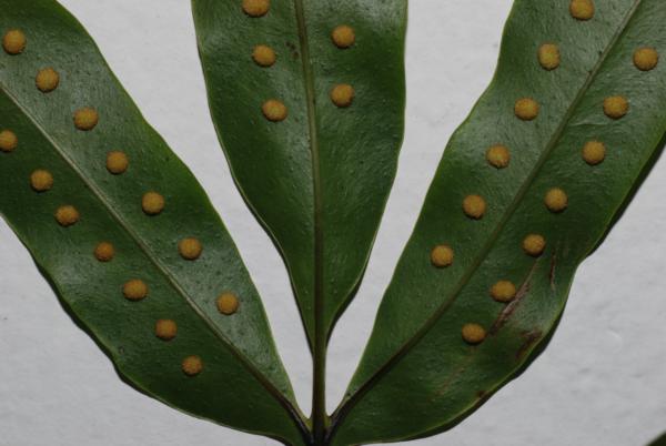 Lower surface of frond