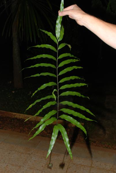 Frond