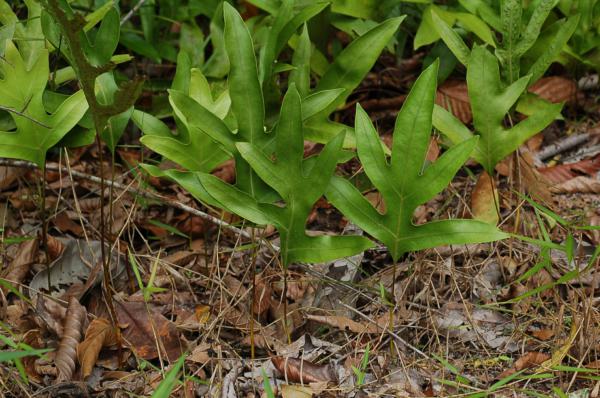 Habit