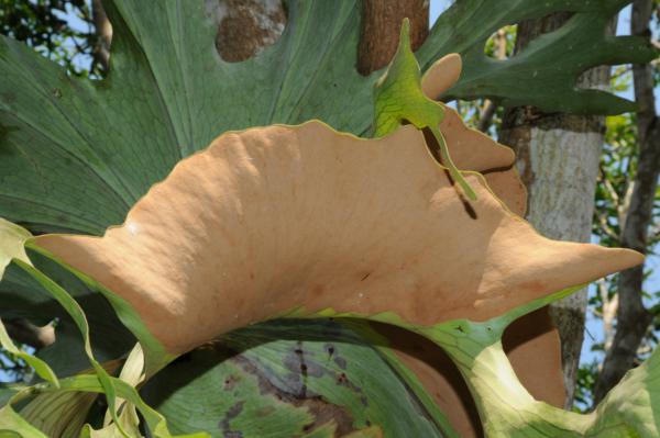 Fertile lobes