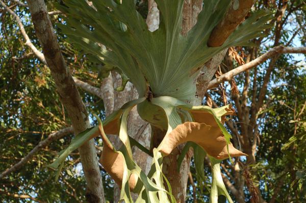 Nest leaves and fertile lobes