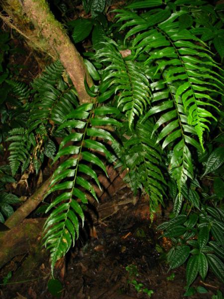 Habit
