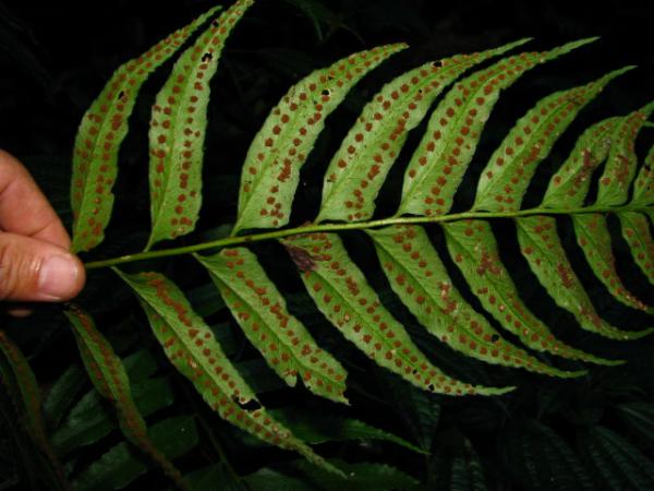 Lower surface of lamina