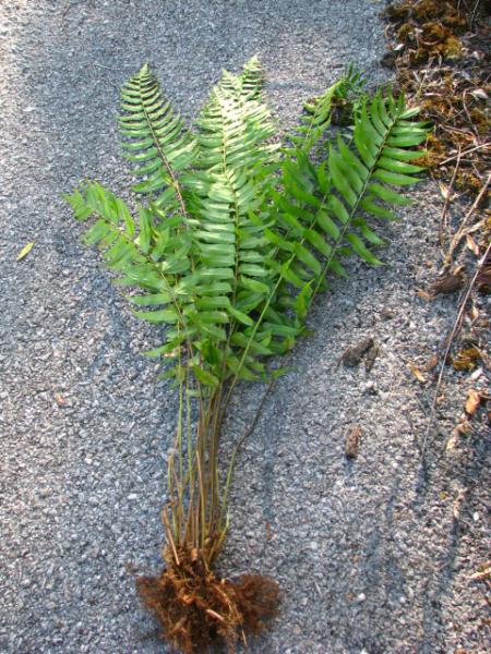 Whole plant