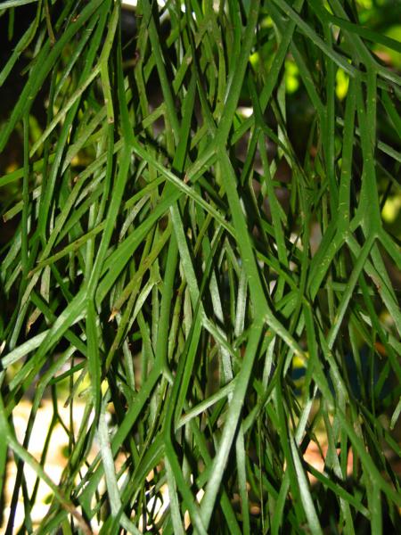 Habit