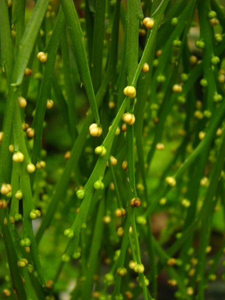 Sporangia