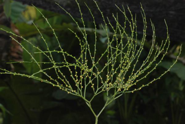 Whole plant