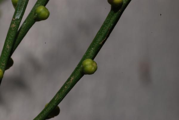 Young sporangium