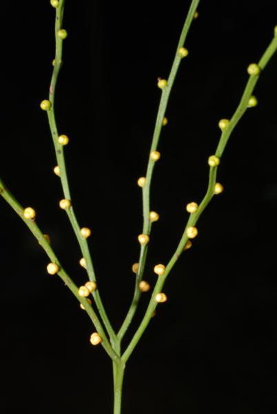 Mature sporangia