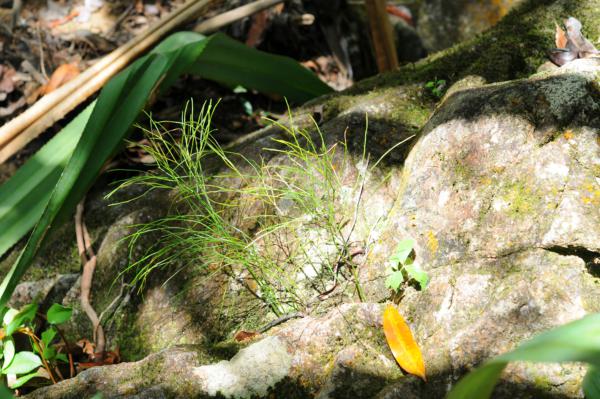 Habit